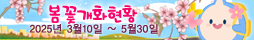 봄꽃 개화현황
